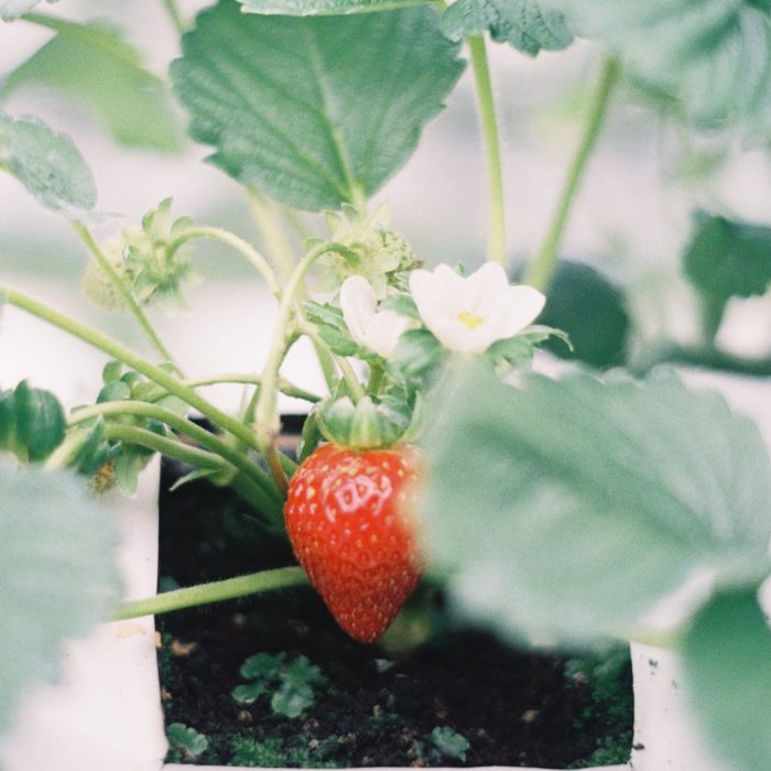 Strawberry Plant Indoors