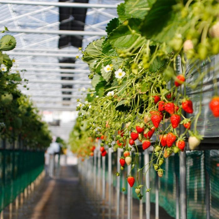 Strawberry Indoor Plants