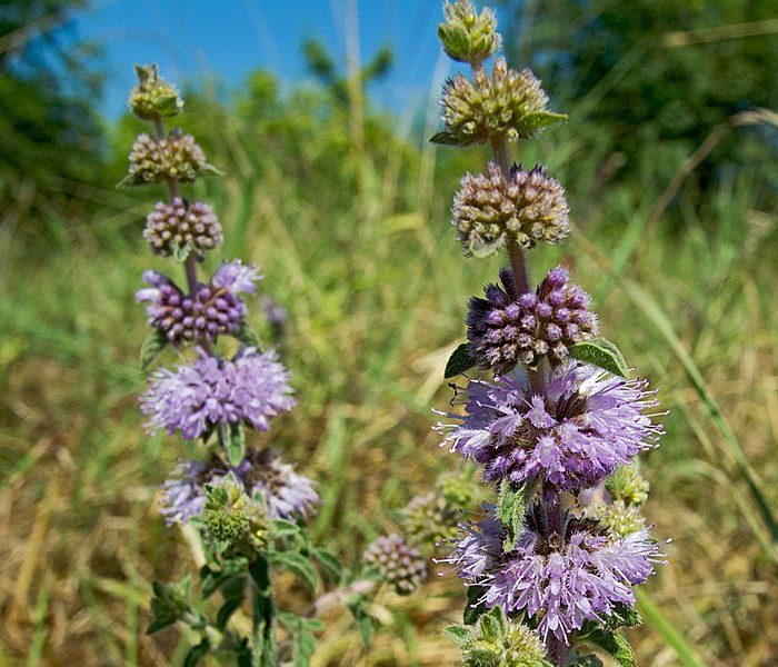 pennyroyal flowers