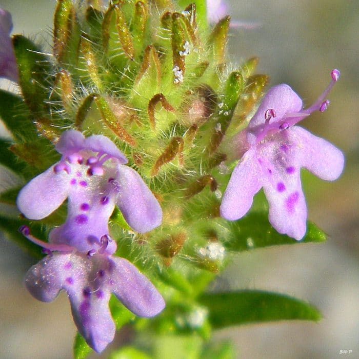 pennyroyal flowers closeup