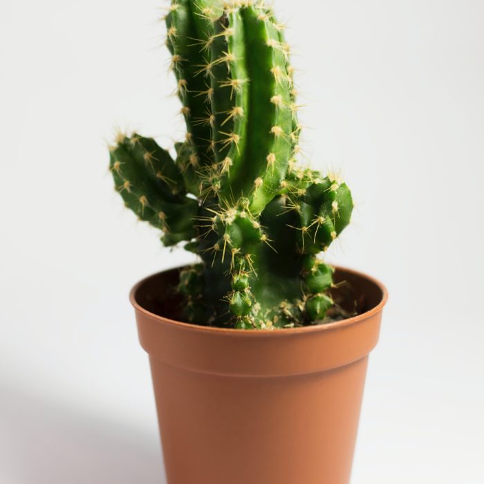 Medium-sized Indoor Cactus