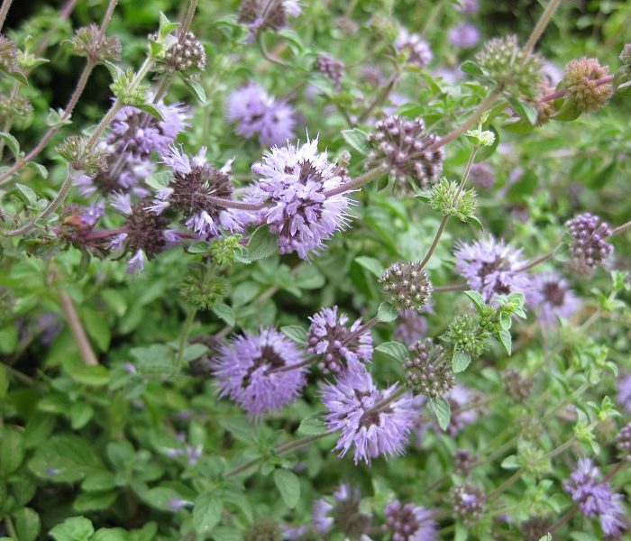 purple pennyroyal