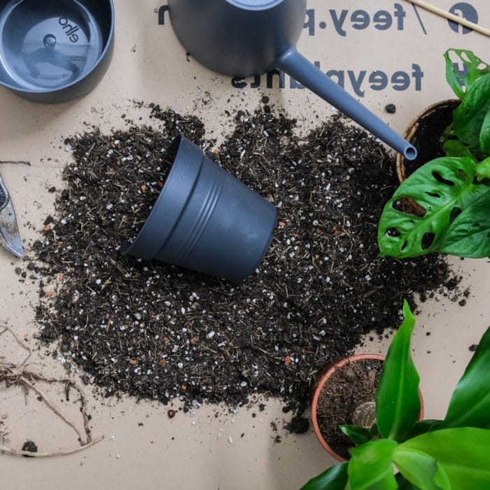 Repotting Soil