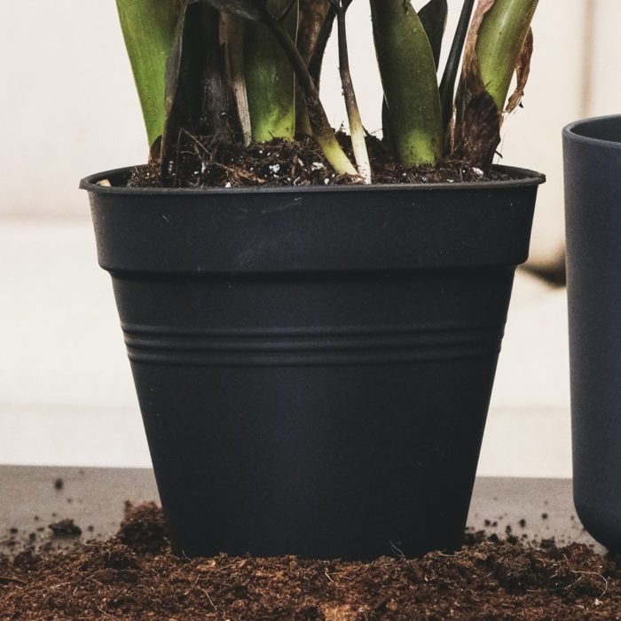 Repotting a Plant