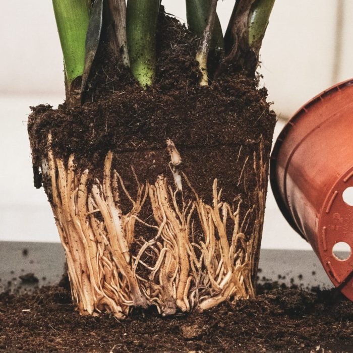 Plant Uprooted from its Pot