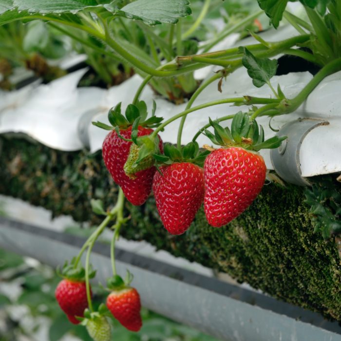 Strawberry Plant