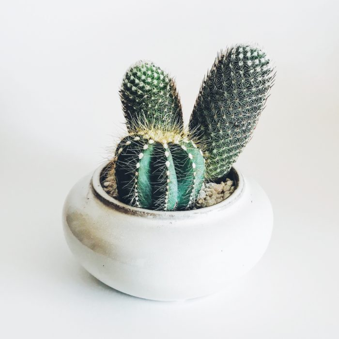 Indoor Cactus Plant