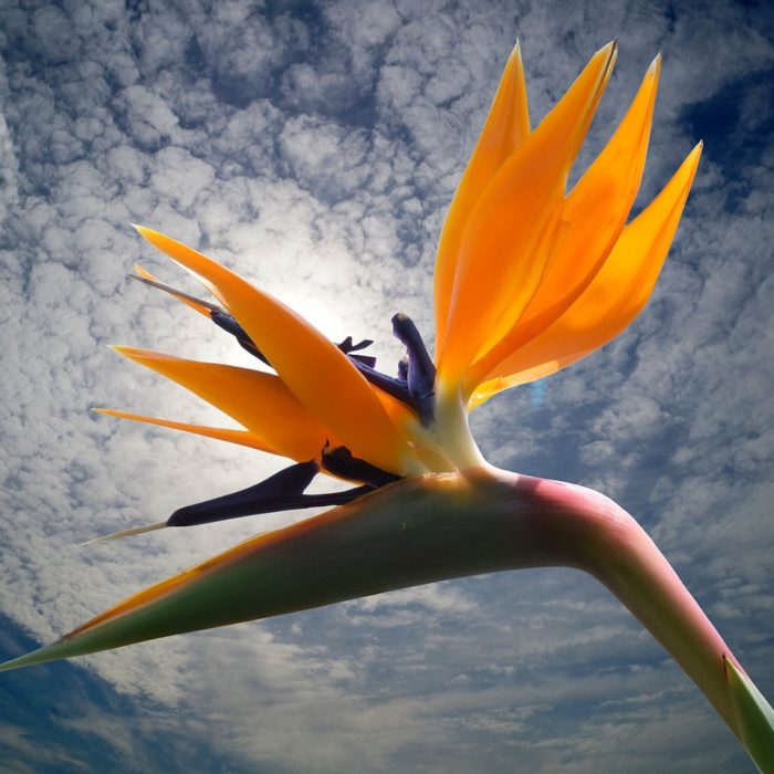 bird of paradise flower