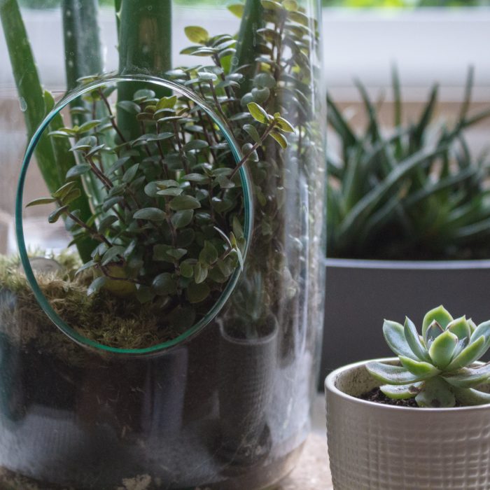 Terrarium and Pots