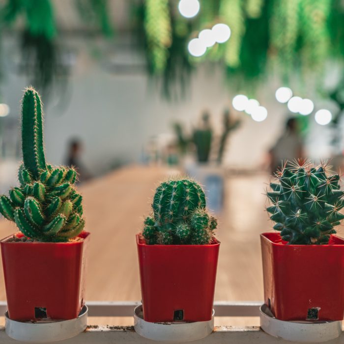 Cacti on Pot