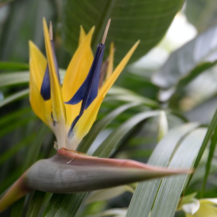 yellow and blue bird of paradise