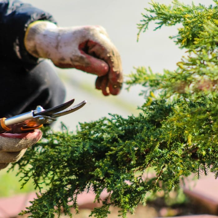 Gardener Using Shears