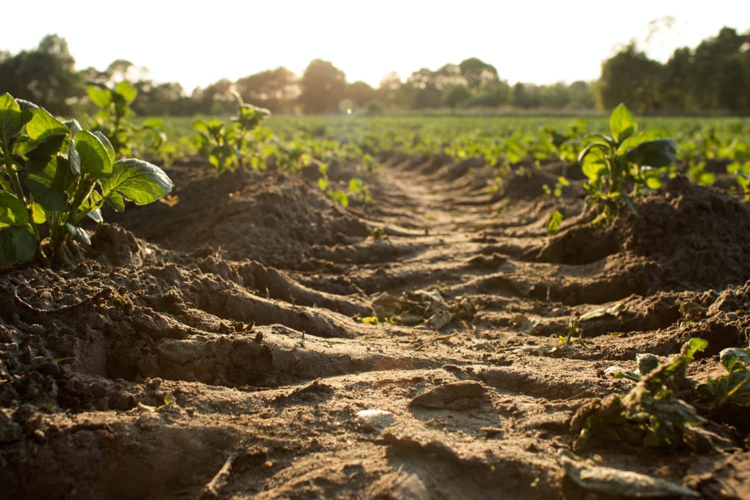 soil in field 