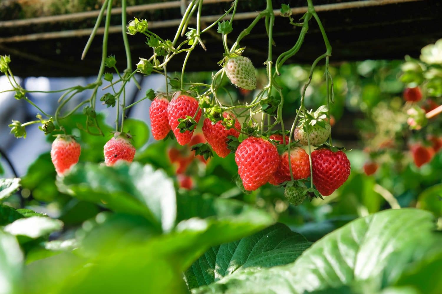 strawberries on vine