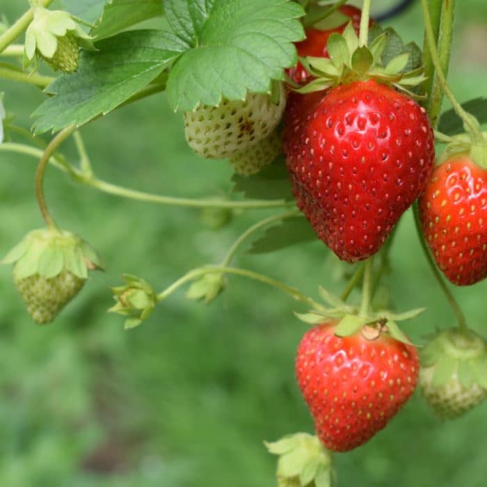 strawberries growing